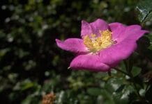 Cultivar rosales en macetas Cultivar rosales en macetas