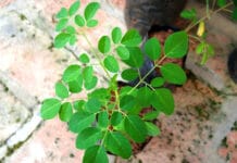 Beneficios de la Moringa, el árbol con más proteínas que la leche