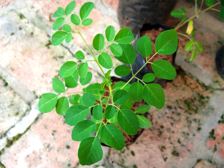 Beneficios de la Moringa, el árbol con más proteínas que la leche Beneficios de la Moringa, el árbol con más proteínas que la leche
