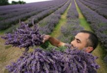 Cuidados de la lavanda: cultivo, riego y mantenimiento