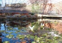 ¿Tienes un estanque? Entonces prepáralo para el frío