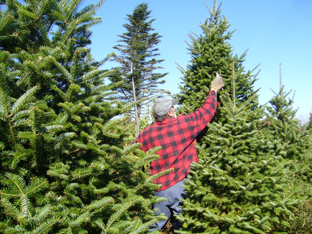 Comprar un árbol de Navidad natural