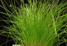 ¿Cómo hacer un señor de cabeza de césped en estas navidades?