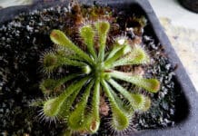 Tipos de plantas carnívoras, sus cuidados y necesidades Tipos de plantas carnívoras