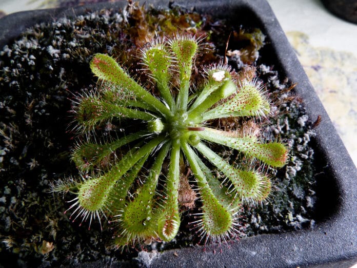 Tipos de plantas carnívoras