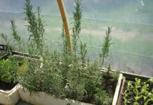 Cómo hacer agua de sauce para ayudar al desarrollo de esquejes agua de sauce