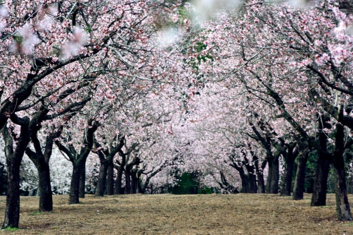 almendros en flor
