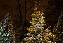 Cómo elegir un buen árbol natural para Navidad arbol natural