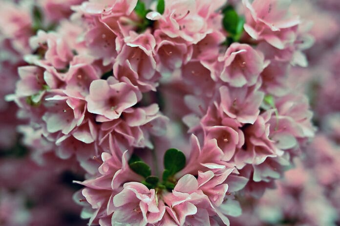 azalea