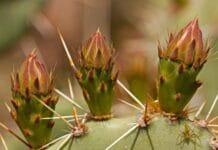 Semillas de cactus para una reproducción acertada Multiplicación del cactus