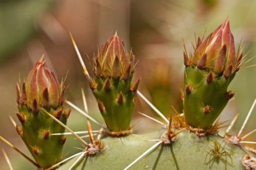 Multiplicación del cactus