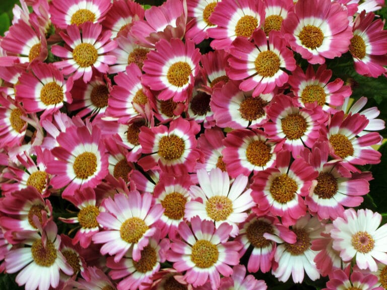 Disfruta del color para el diseño del jardín Disfruta del color para el diseño del jardín