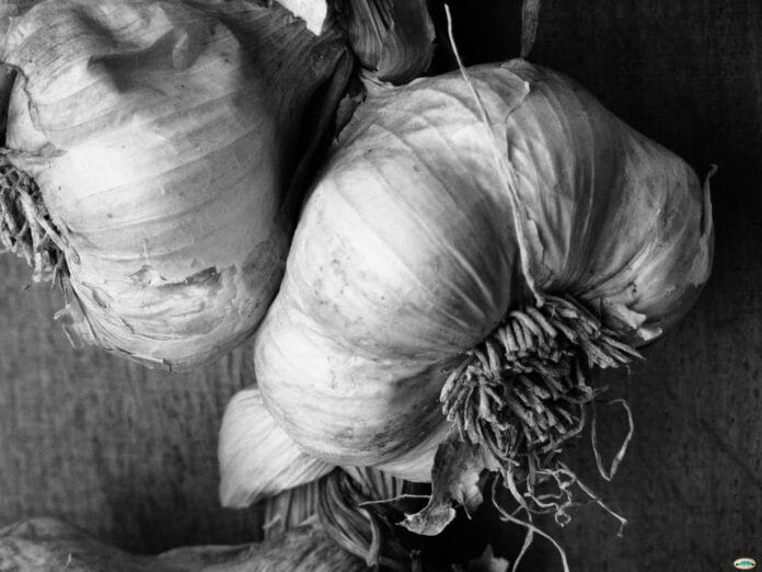 cultivar ajo cultivar ajo