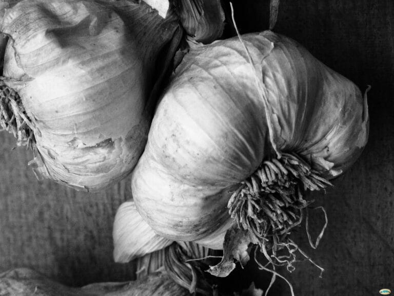 Cómo cultivar ajo en una maceta ¡Arriba los huertos urbanos! Cómo cultivar ajo en una maceta ¡Arriba los huertos urbanos!