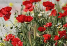 Cómo plantar semillas de Amapola ¡Embellece tu jardín! semillas de amapola