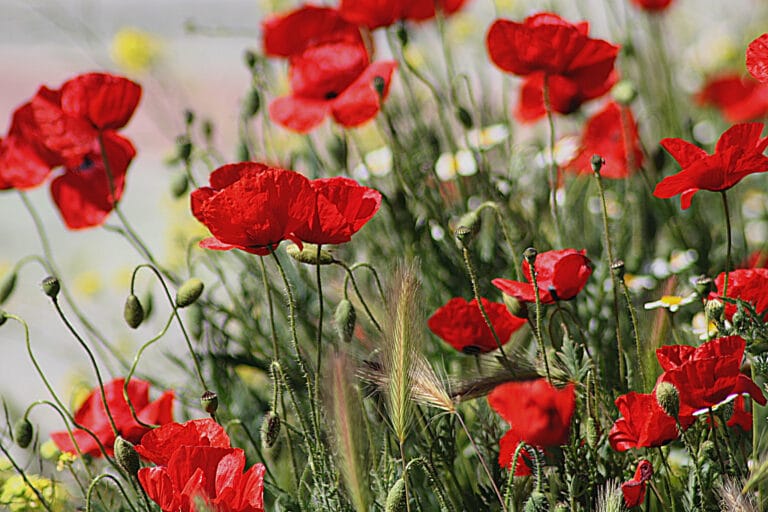Cómo plantar semillas de Amapola ¡Embellece tu jardín!