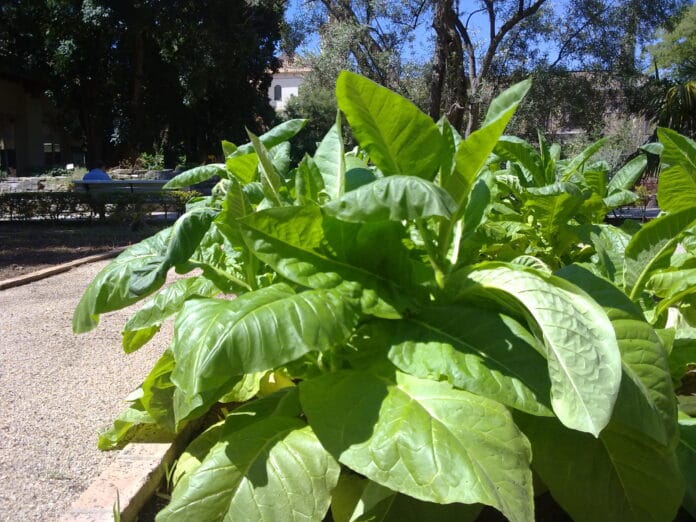 cultivar tabaco