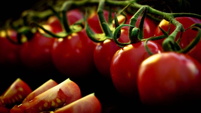 Tomate Cherry: Cómo cultivarlo en una maceta Tomate Cherry: Cómo cultivarlo en una maceta