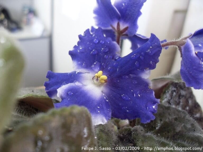 Cómo cultivar violetas ¡Da color a tus espacios!