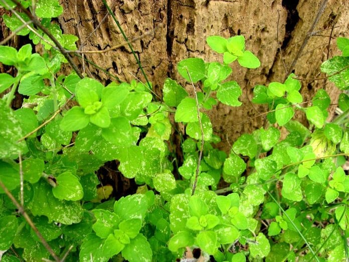 hierbas aromaticas la menta menta