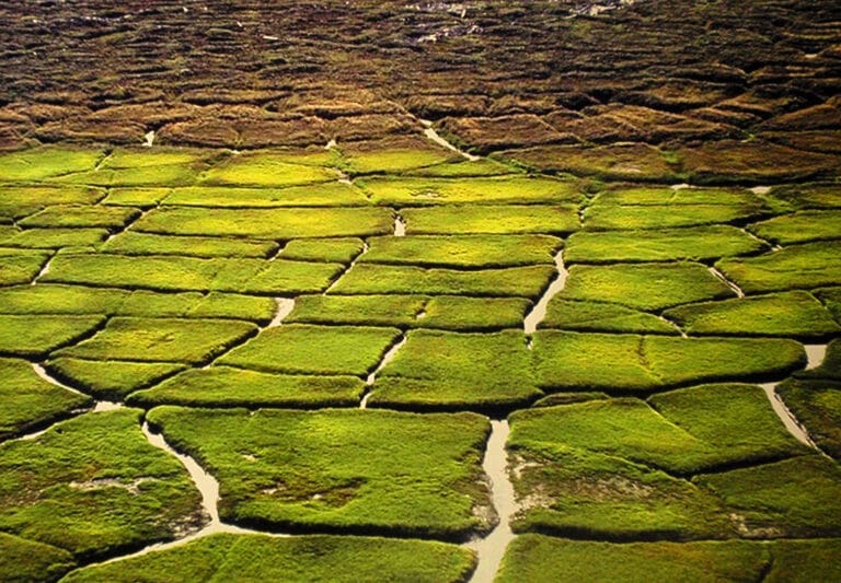 Buena tierra ¿Quieres plantas saludables? Buena tierra ¿Quieres plantas saludables?