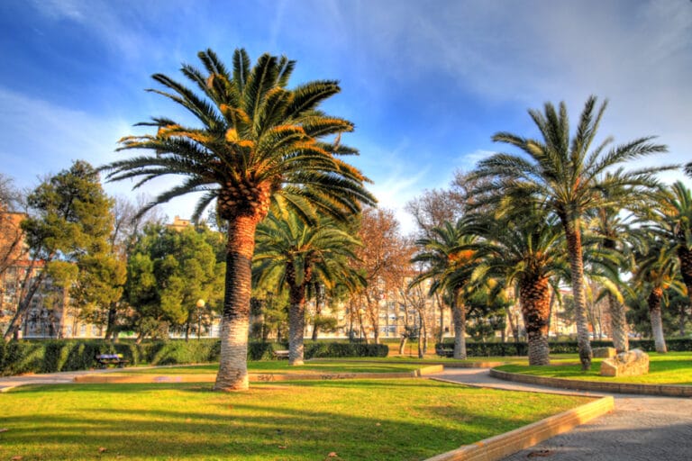 Palmeras de jardín, especies que podrás cultivar en tu hogar Palmeras de jardín, especies que podrás cultivar en tu hogar