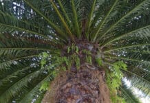 Palmeras en tu jardín, algunas especies para cultivar Palmeras en tu jardin