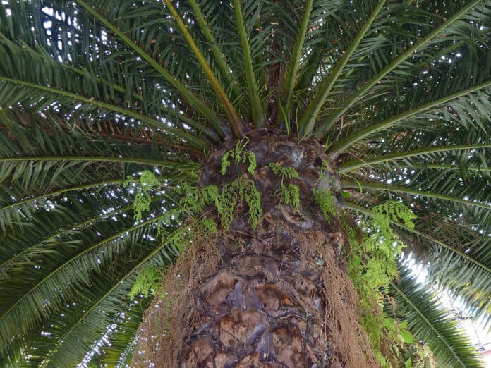 Palmeras en tu jardin