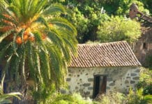 Palmeras para decorar y lograr un estilo tropical en tu jardín Palmeras para decorar