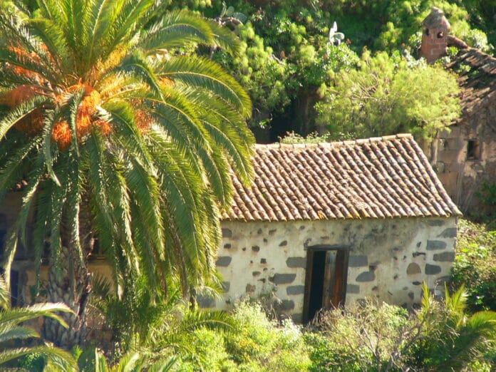 Palmeras para decorar y lograr un estilo tropical en tu jardín Palmeras para decorar