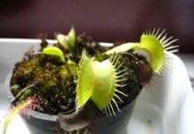 Diferentes cuidados de plantas carnívoras Plantas carnivoras