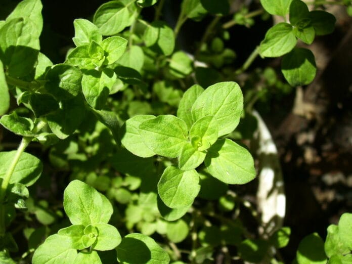 planta de oregano