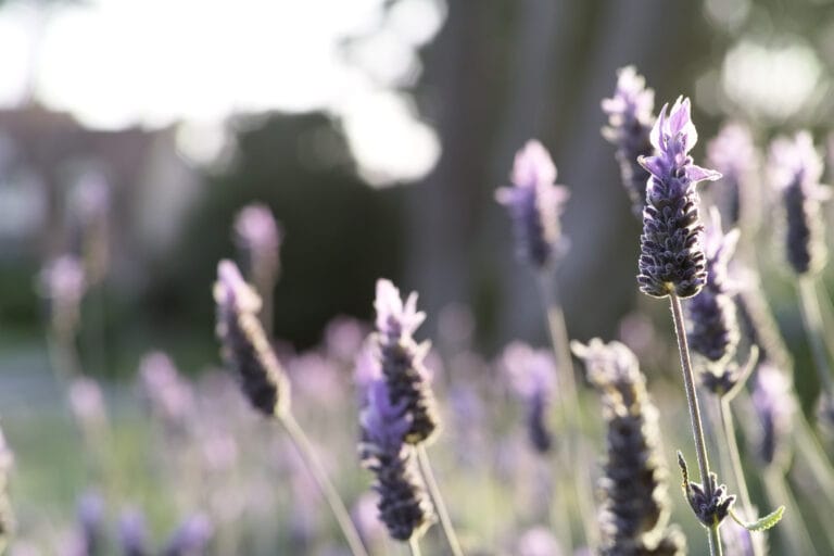 Cómo cuidar las plantas de lavanda Cómo cuidar las plantas de lavanda