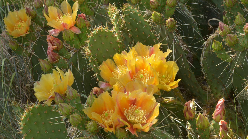 Reproduccion de cactus
