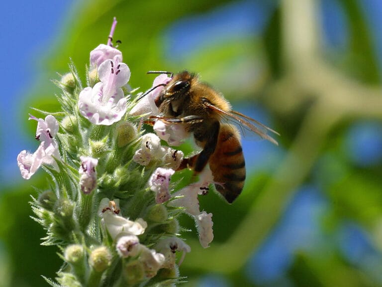 Abejas en el jardín: ¿tengo que eliminarlas? Abejas en el jardín: ¿tengo que eliminarlas?