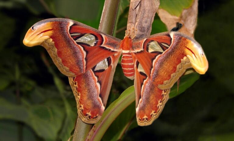 Atraer mariposas al jardín: trucos para no morir en el intento Atraer mariposas al jardín: trucos para no morir en el intento