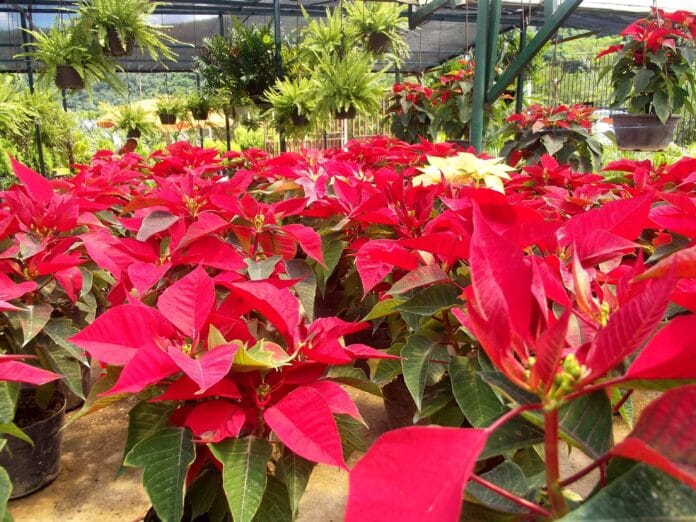 Conservar la Flor de Navidad