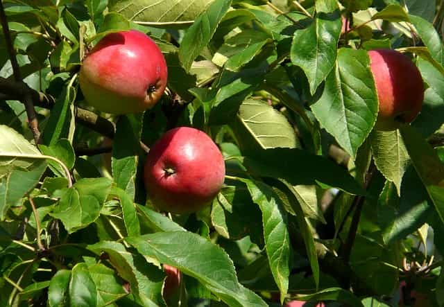 Frutas del manzano: ¿cómo lograr que sean aún mejores?