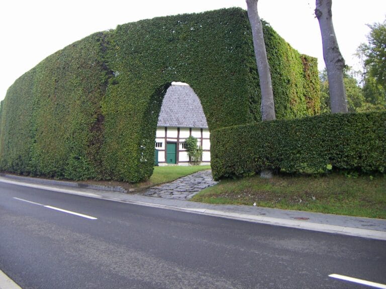 ¿Cómo proteger el jardín del exterior en Navidad? ¿Cómo proteger el jardín del exterior en Navidad?