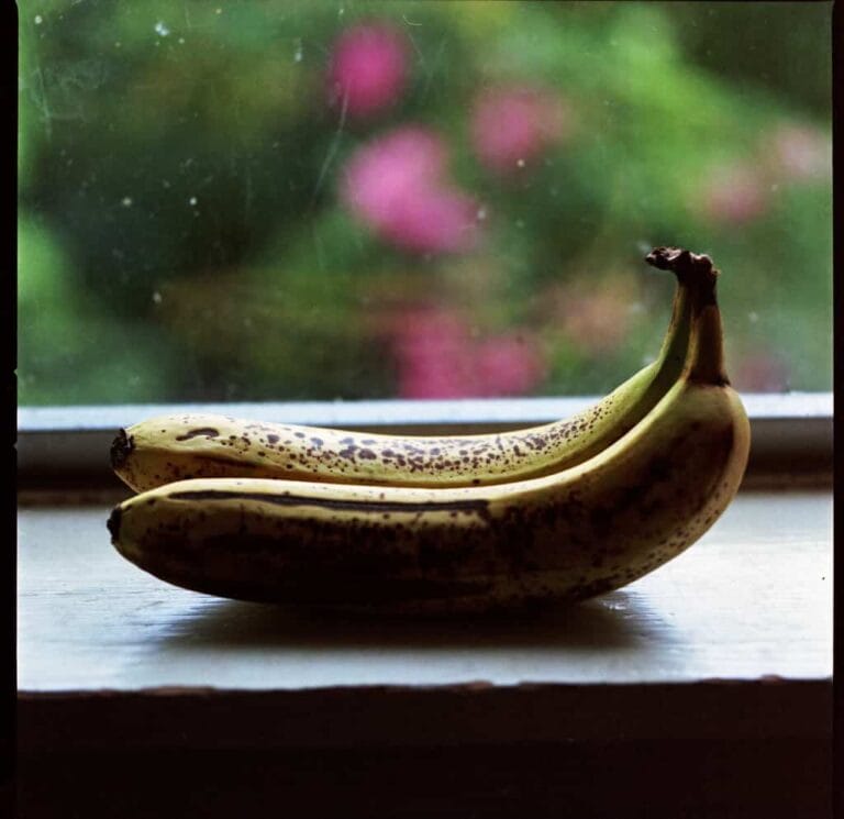 Árbol del plátano ¿Cómo cultavarlo en un contenedor? Árbol del plátano ¿Cómo cultavarlo en un contenedor?