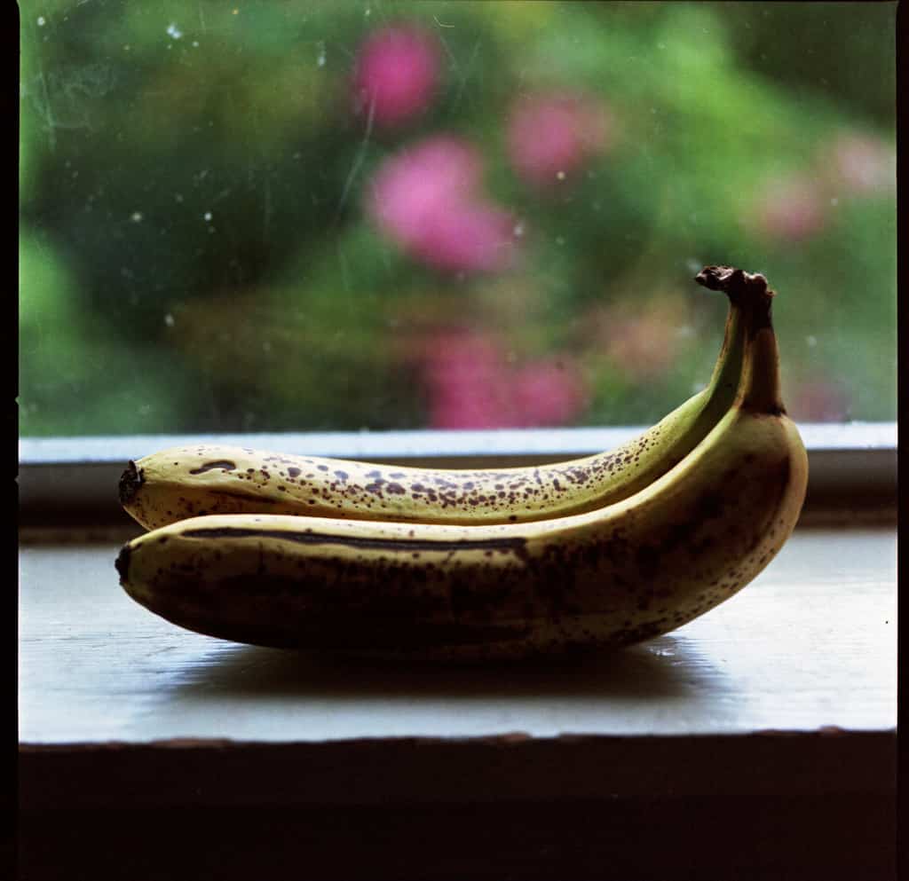Árbol del plátano ¿Cómo cultavarlo en un contenedor?