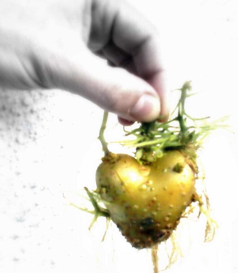 Beneficios de la patata para la salud ¡Un tubérculo interesante! -Parte II- Beneficios de la patata para la salud ¡Un tubérculo interesante! -Parte II-