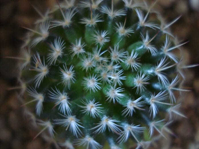Centro de mesa con cactus