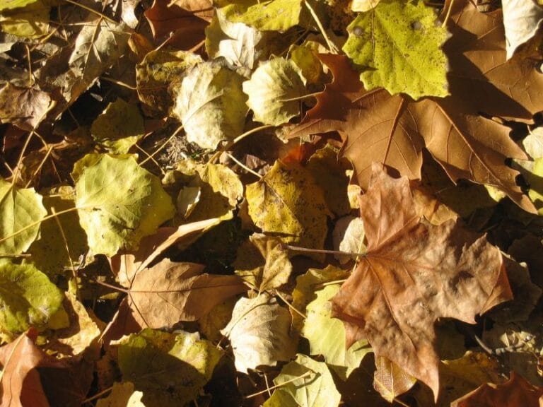 Decorar con hojas secas ¿Qué hacer con ellas?