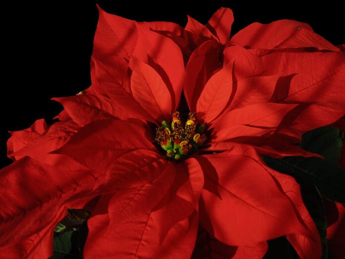 Flor de Navidad