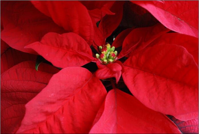 flor de pascua