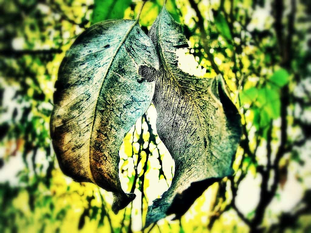 hojas secas