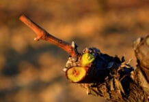 La poda en invierno ¡Cuida tu jardín! la poda