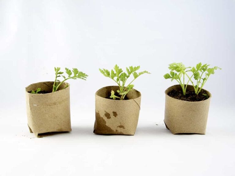 Macetas biodegradables ¿Quieres un huerto ecológico? Macetas biodegradables ¿Quieres un huerto ecológico?