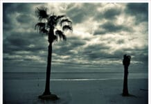 Palmeras decorativas, diferentes alternativas Palmeras decorativas